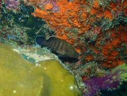 Cephalopholis boenak,NW Tioman, Malaysia 2026