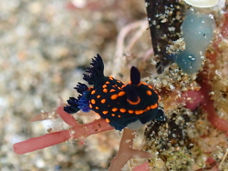 Nembrotha milleri thumbnail