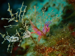 Edmundsella pedata thumbnail