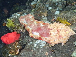 Hexabranchus lacer,PHGV+867, Tulamben, Kubu, Karangasem, Bali 80852, Indonesië 2024
