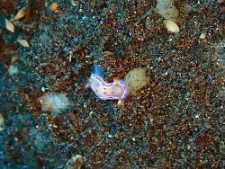 Hexabranchus lacer,QH67+9JQ, Baturinggit, Kubu, Karangasem, Bali 80853, Indonesië 2024