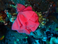 Hexabranchus,QH67+9JQ, Baturinggit, Kubu, Karangasem, Bali 80853, Indonesië 2024