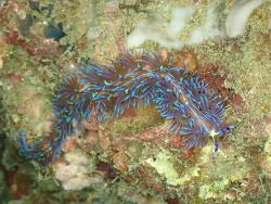 Pteraeolidia semperi thumbnail