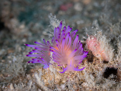 Coryphellina aurora thumbnail
