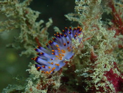Phestilla sibogae thumbnail