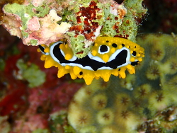 Phyllidia undula thumbnail