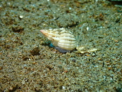 Phos textus thumbnail