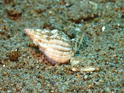 Phos textus thumbnail