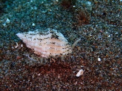 Phos textus thumbnail