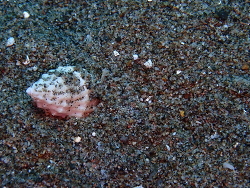 Phos textus thumbnail