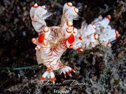 Bornella stellifera, Tulamben, Bali 2026
