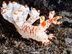 Bornella stellifera thumbnail