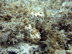 Liosina paradoxa,Mauritius, indian Ocean 2023