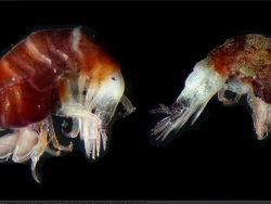 Thorlaksonius obesirostris thumbnail