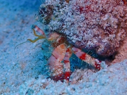Dardanus venosus thumbnail