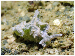 Elysia pilosa thumbnail