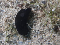 Nakamigawaia spiralis thumbnail