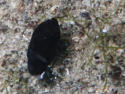 Nakamigawaia spiralis thumbnail