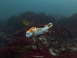 Bodianus eclancheri,Pacific Ocean, Galapagos, EC 2025