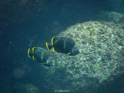 Chaetodon daedalma,Fuji-Hakone-Izu National Park, Tokyo, JP 2025