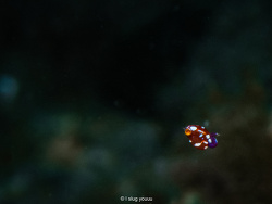 Idiomysis japonica thumbnail