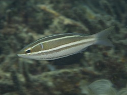 Pentapodus bifasciatus thumbnail