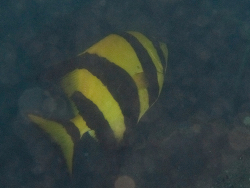 Oplegnathus robinsoni,bikini reef Point, Durban, 4001, South Africa 2026  (CC-BY-SA)