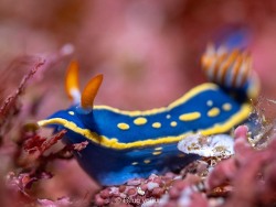 Hypselodoris festiva thumbnail
