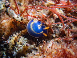 Hypselodoris festiva,Fuji-Hakone-Izu National Park, Numazu, Shizuoka, JP 2024