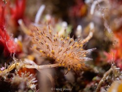 Janolus toyamensis, JP-SZ, JP 2026