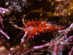 Madrella gloriosa thumbnail