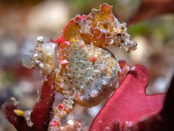 Hippocampus japapigu,Okago, Hachijo Town, Tokyo 100-1401, Japan 2026