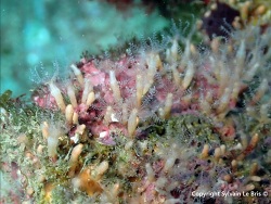 Foto:  Pouars, Marseille, Frankreich, Mittelmeer