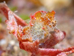 Hippocampus japapigu thumbnail