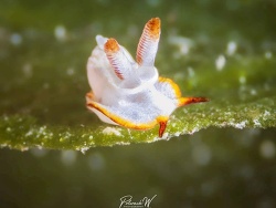 Pelagella longicornis thumbnail
