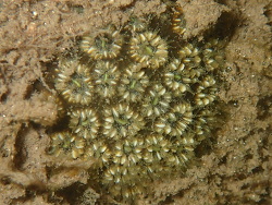 Oulastrea crispata thumbnail