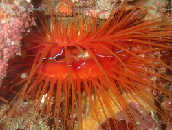 Ctenoides ales thumbnail