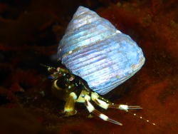 Pagurus venturensis thumbnail