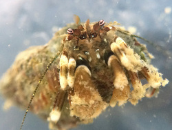 Pagurus venturensis thumbnail