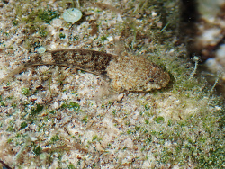 Bathygobius cyclopterus thumbnail
