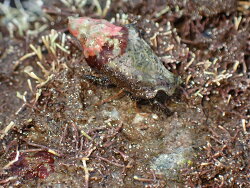 Clibanarius snelliusi thumbnail