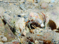 Clibanarius antillensis thumbnail