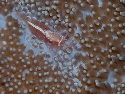 Actinimenes ornatus thumbnail