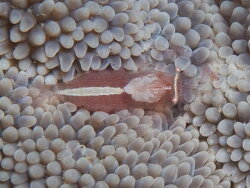 Actinimenes ornatus thumbnail
