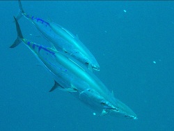 Katsuwonus pelamis thumbnail