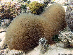 Polyphyllia talpina thumbnail
