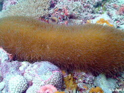 Polyphyllia talpina thumbnail