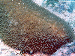 Polyphyllia talpina thumbnail