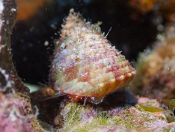 Trochus maculatus thumbnail