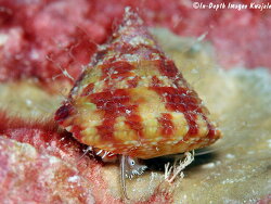 Trochus maculatus thumbnail